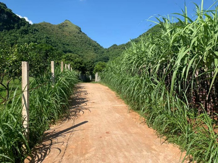 CẦN BÁN 1200M TẠI CAO PHONG,GIAO THÔNG THUẬN TIỆN,Ô TÔ TẬN ĐẤT,GIÁ CHỈ VÀI TRĂM TRIỆU